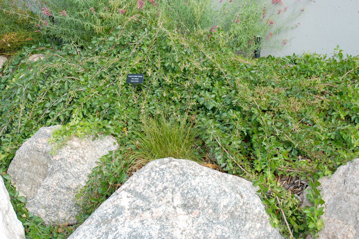 Creeping Three-Leaf Sumac